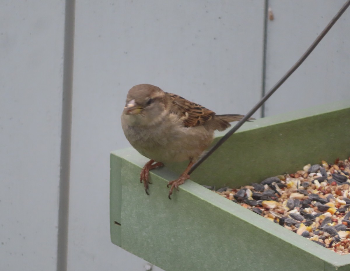 House Sparrow - ML620092831