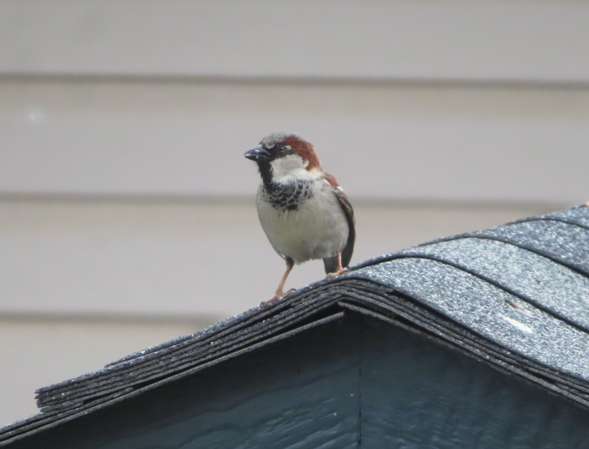 House Sparrow - ML620092834
