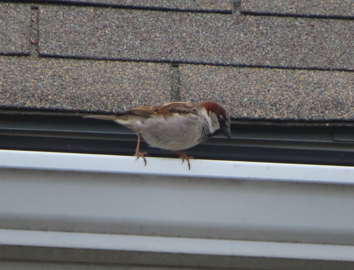 House Sparrow - ML620092836