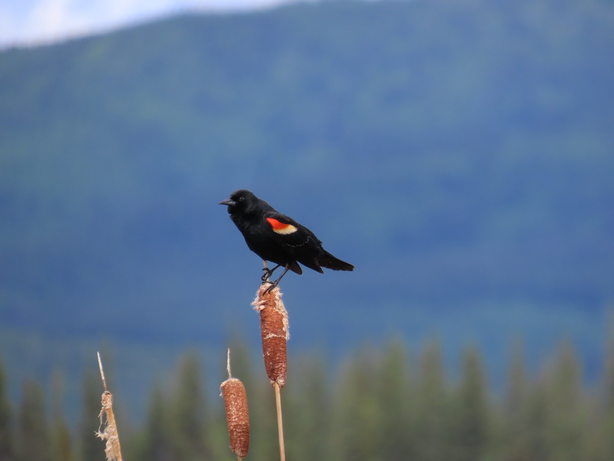 Red-winged Blackbird - ML620092842