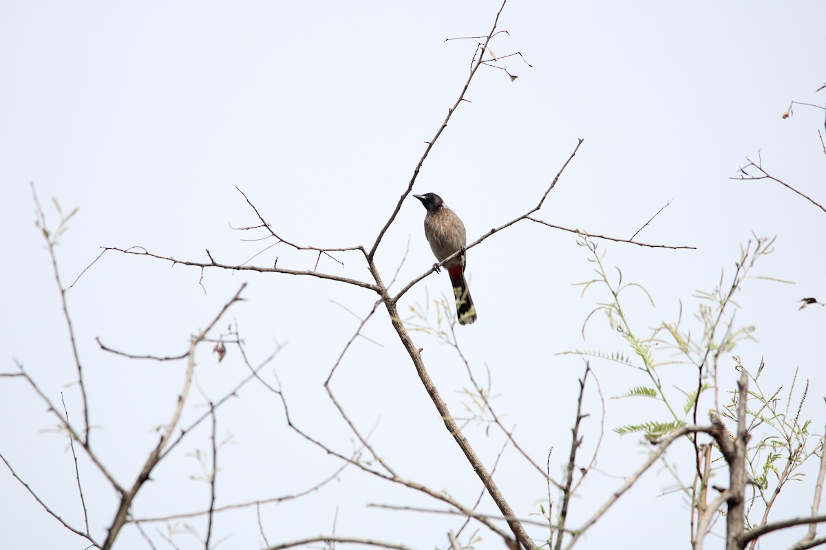 Red-vented Bulbul - ML620092854