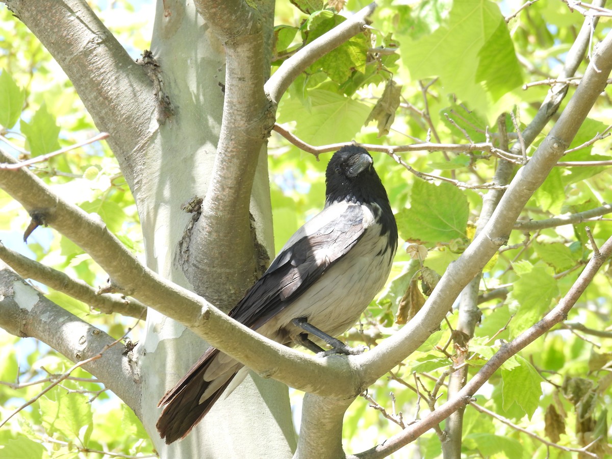 Hooded Crow - ML620092856