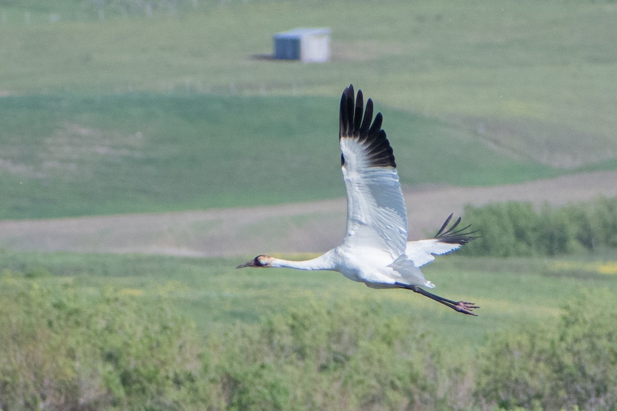 Whooping Crane - ML620092860