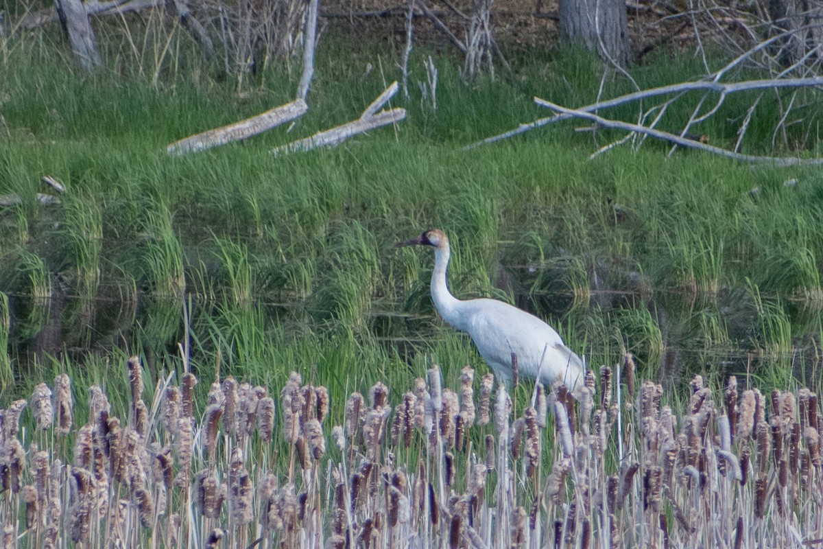 Whooping Crane - ML620092861