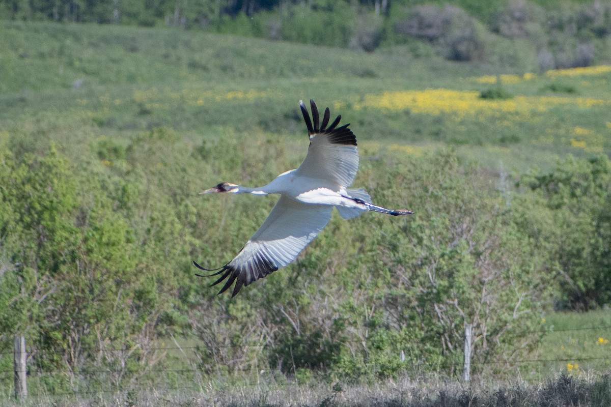 Grue blanche - ML620092862