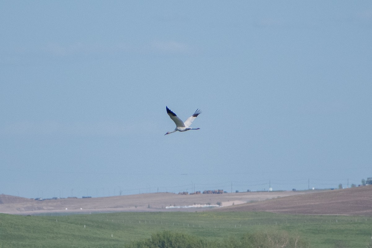 Whooping Crane - ML620092864