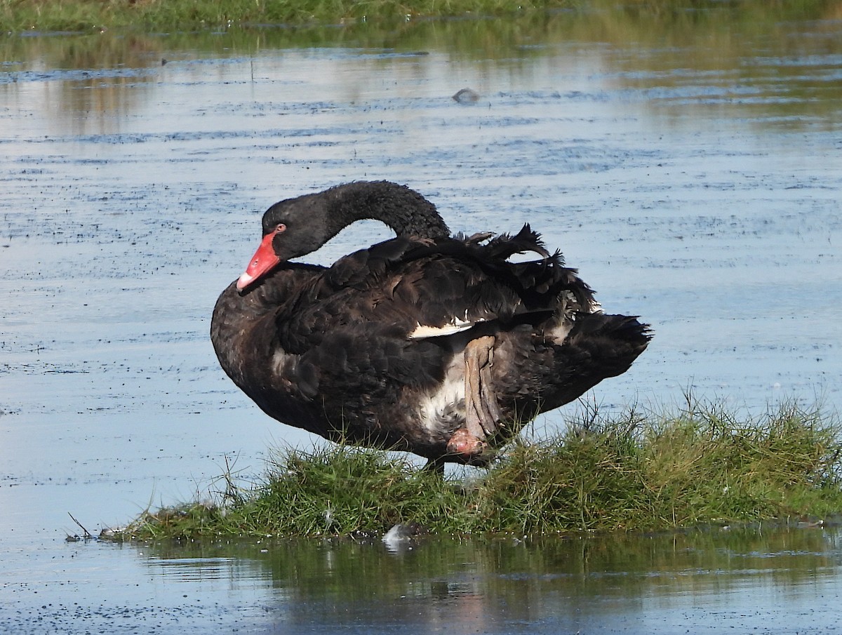 Black Swan - ML620092879