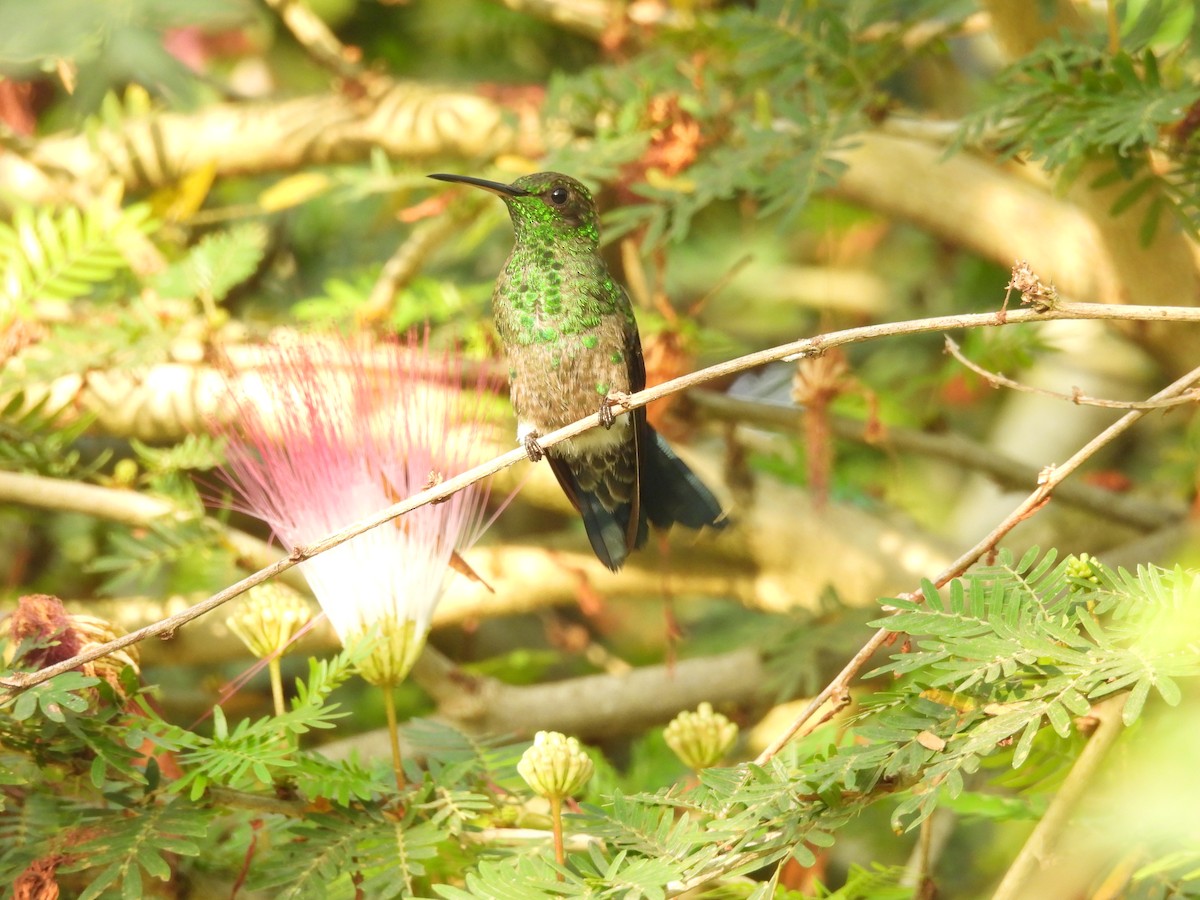 Steely-vented Hummingbird - ML620092881