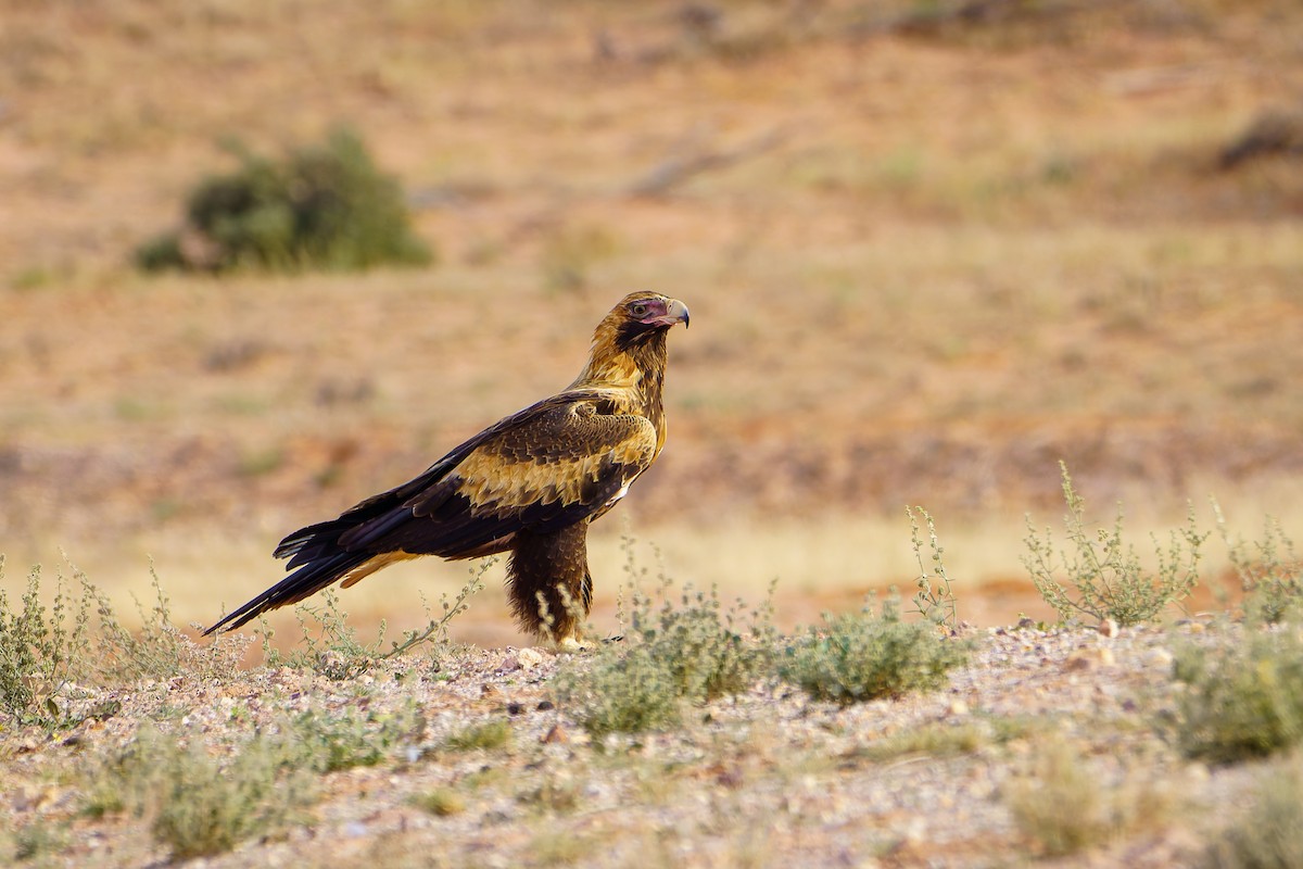 Wedge-tailed Eagle - ML620092883
