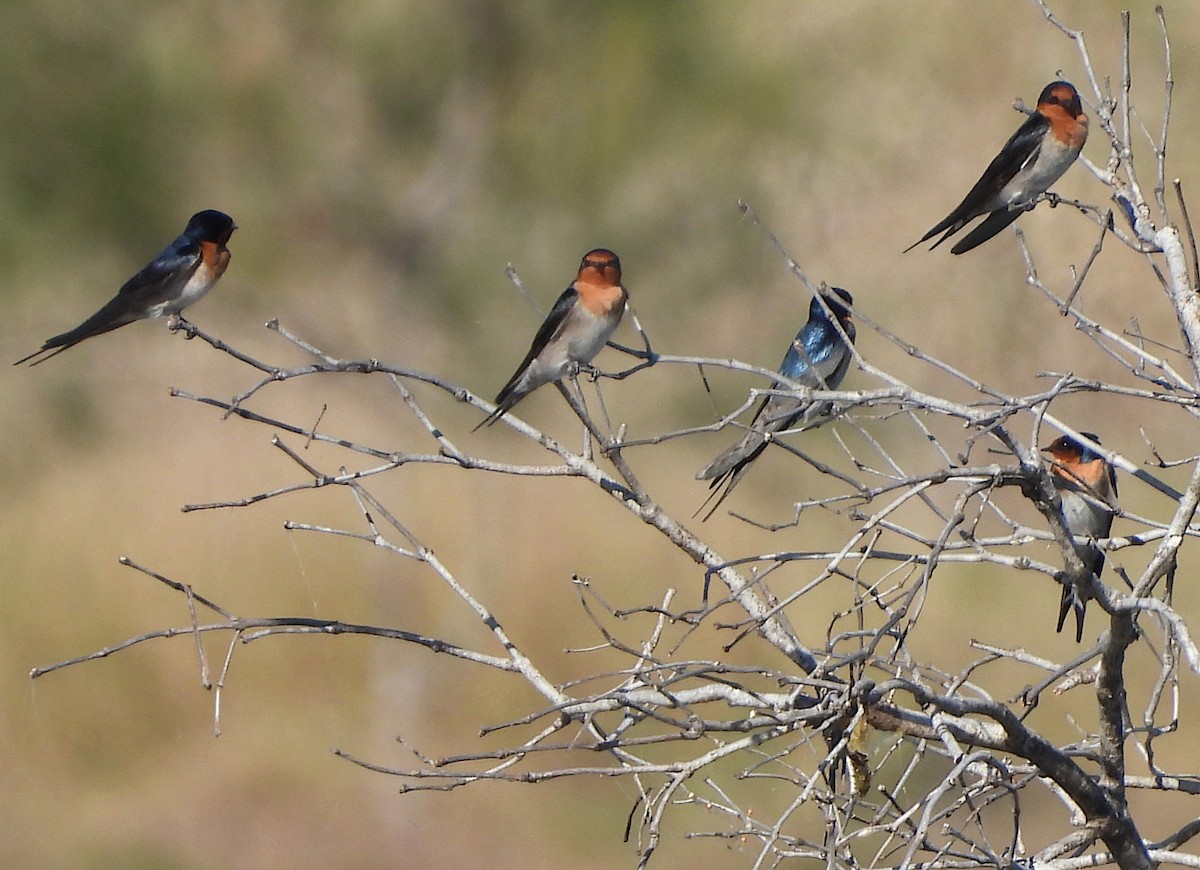 Welcome Swallow - Niel Bruce