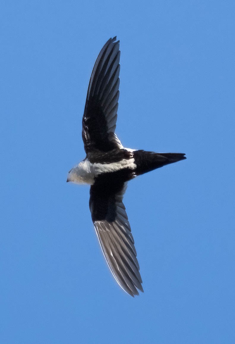 White-throated Swift - ML620092886