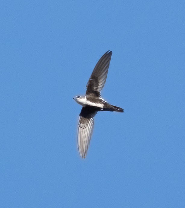 White-throated Swift - ML620092887