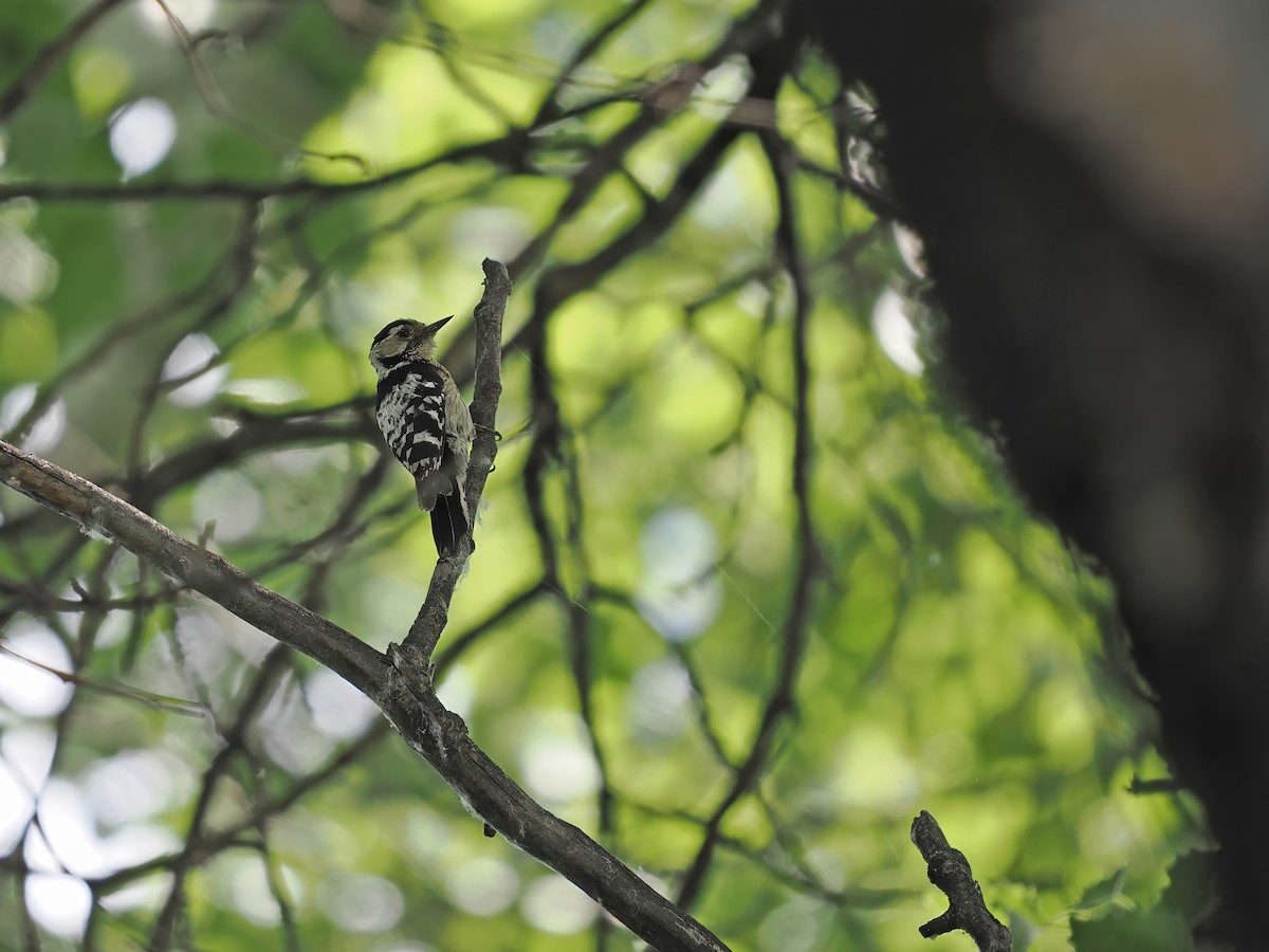 Lesser Spotted Woodpecker - ML620092890