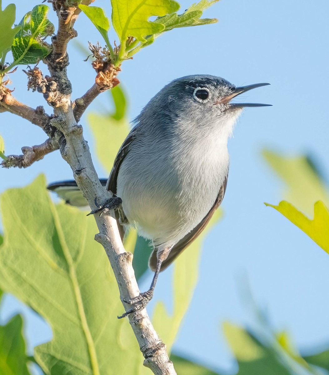 Blue-gray Gnatcatcher - ML620092896