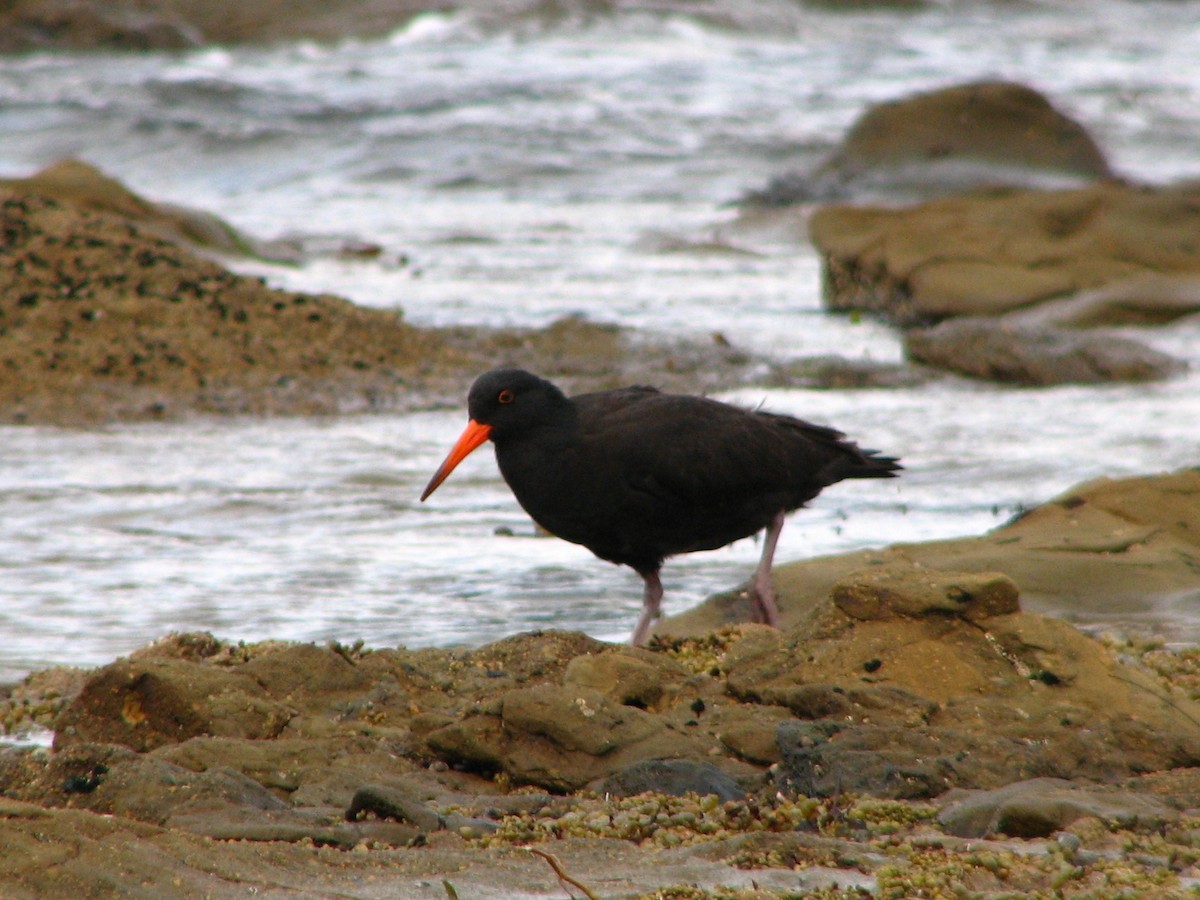 Sooty Oystercatcher - ML620092924