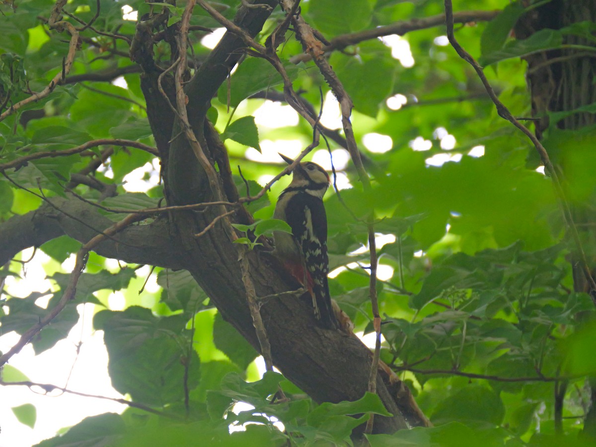 Great Spotted Woodpecker - ML620092937