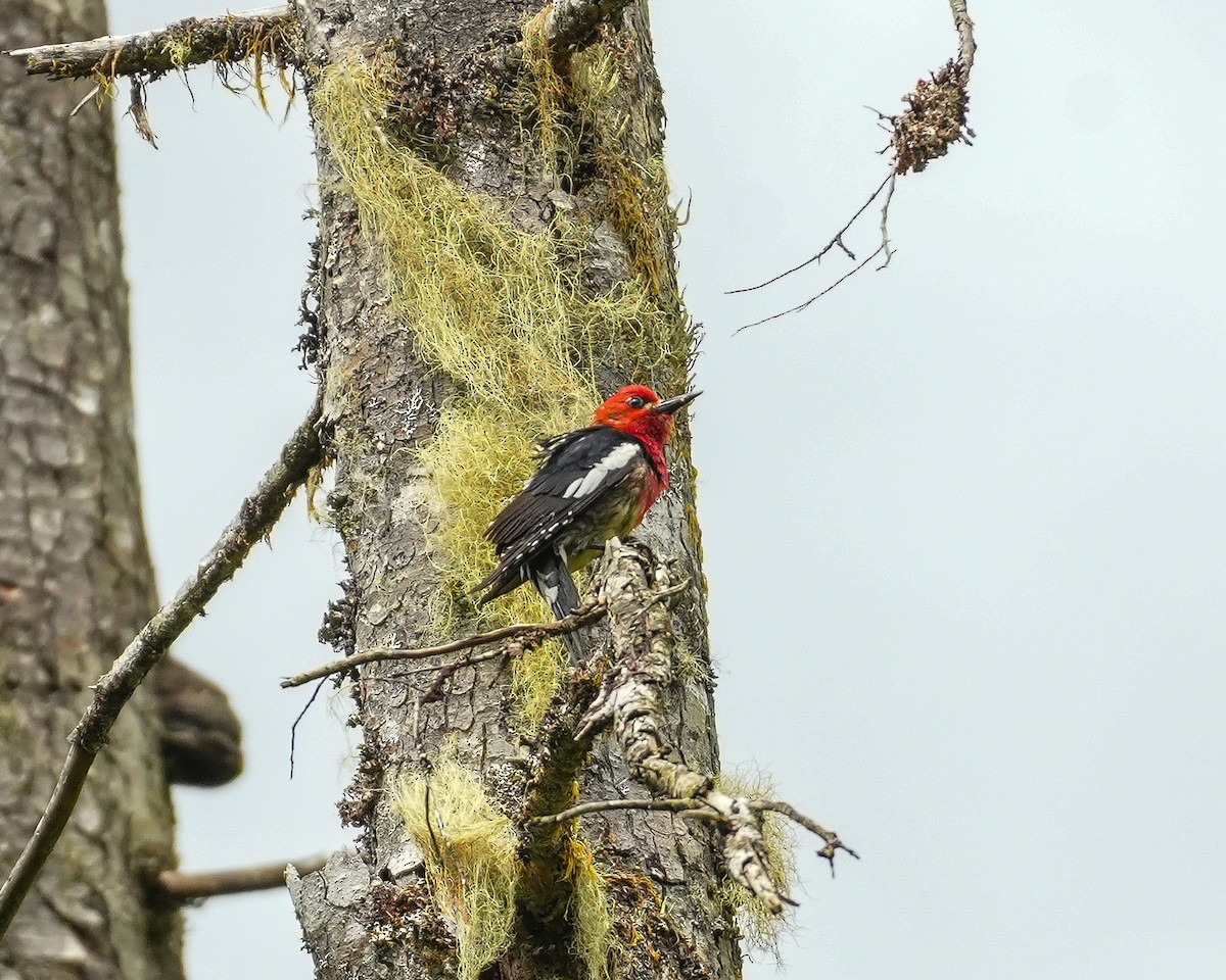 Red-breasted Sapsucker - ML620092939