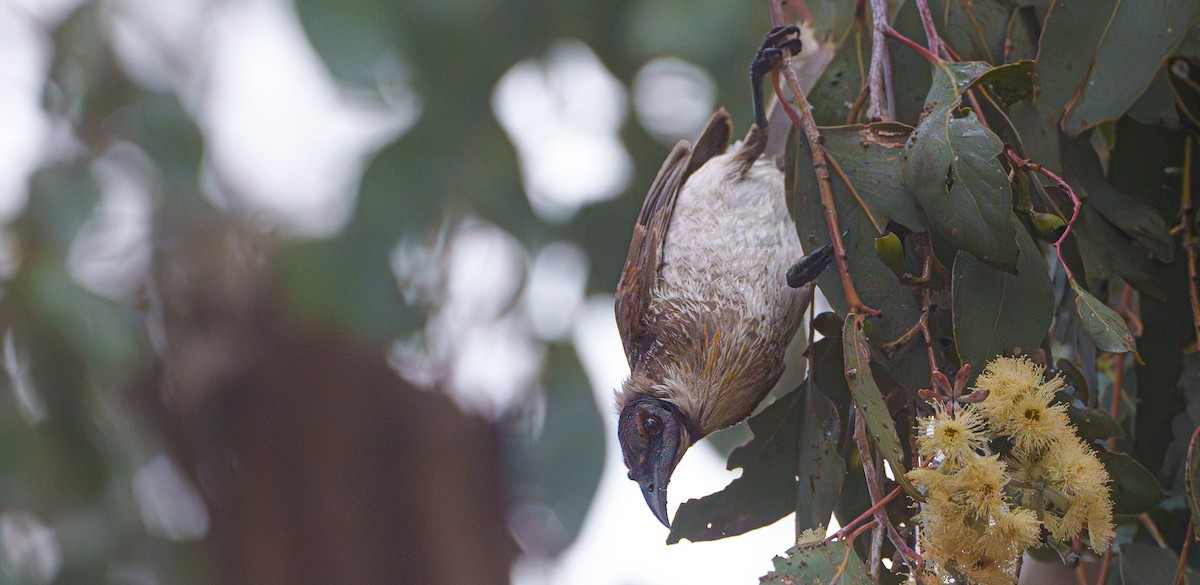 Noisy Friarbird - ML620092942