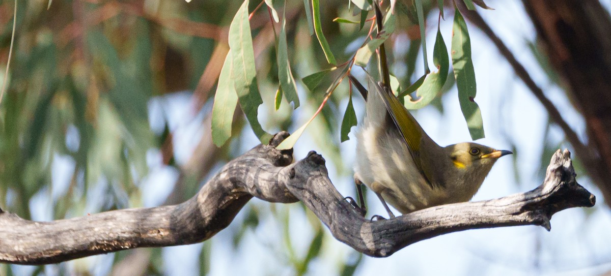 Fuscous Honeyeater - ML620092957