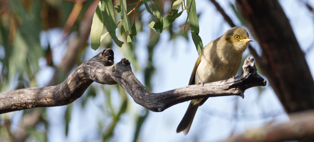 Fuscous Honeyeater - ML620092959