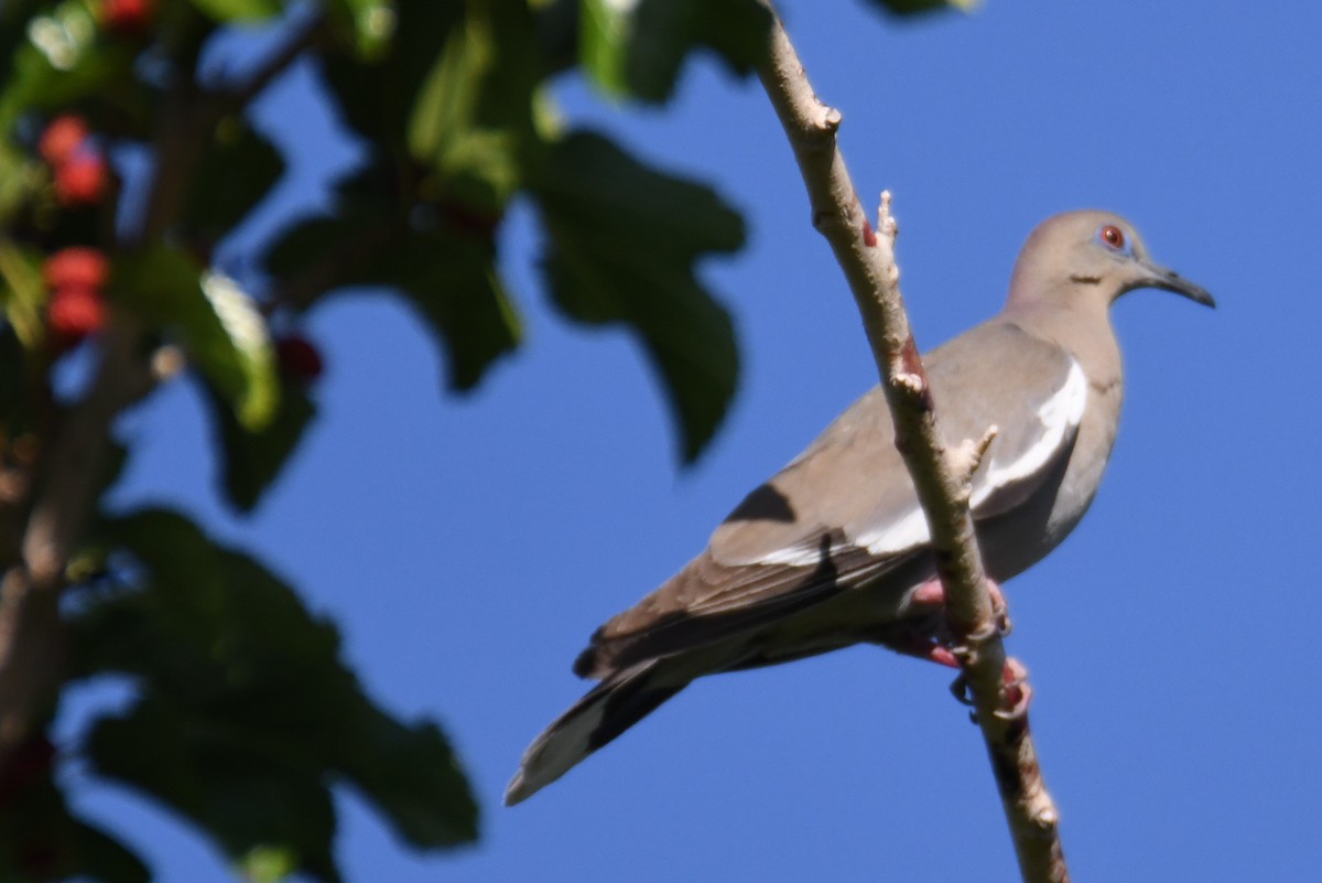 White-winged Dove - ML620092961