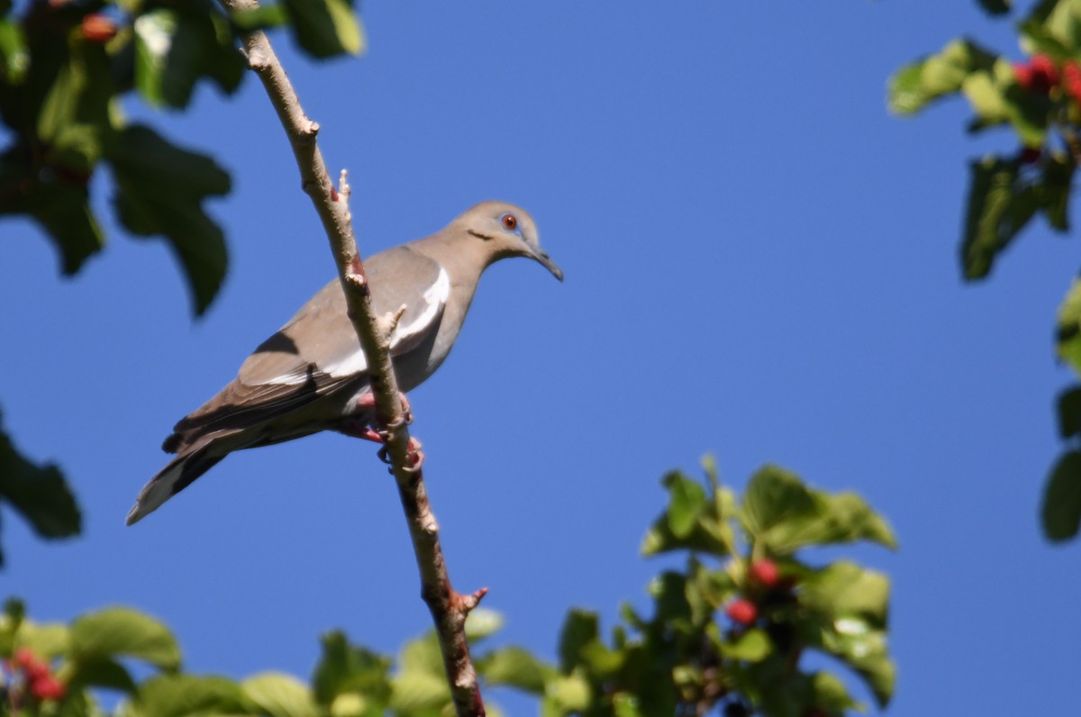 White-winged Dove - ML620092962