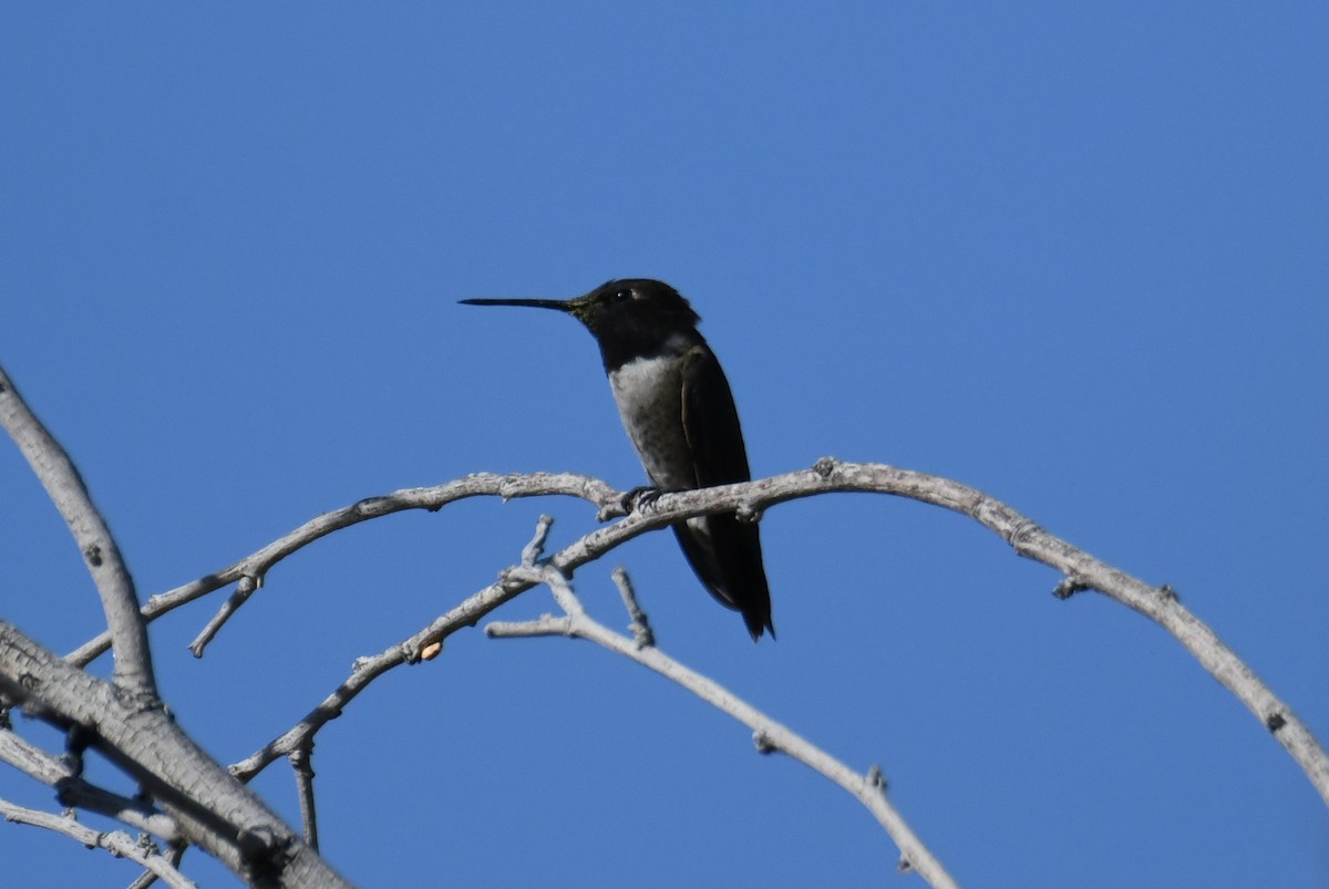 Black-chinned Hummingbird - ML620092969