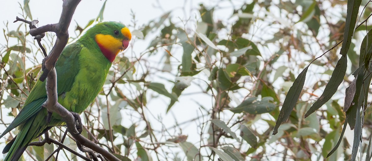 Superb Parrot - ML620092973