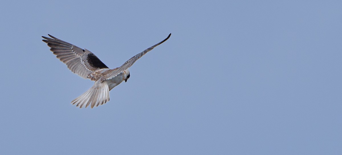 Black-shouldered Kite - ML620092994
