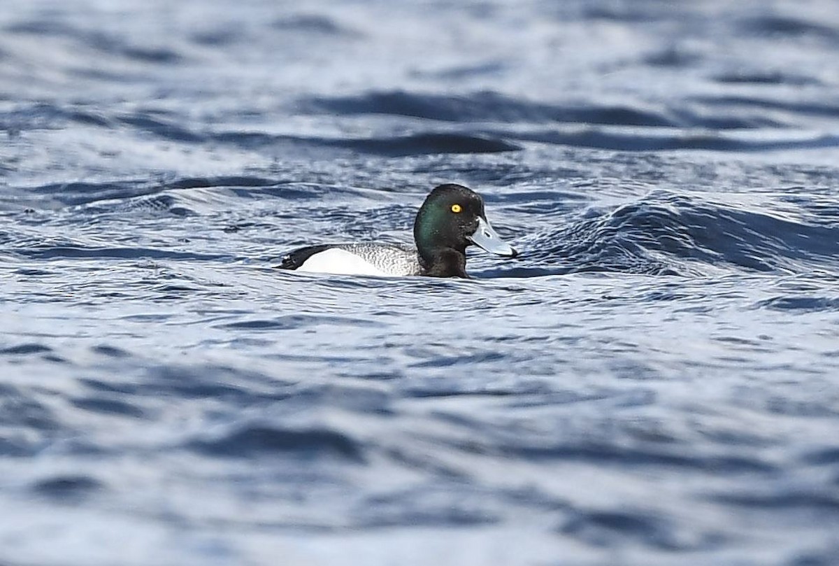 Greater Scaup - ML620093012