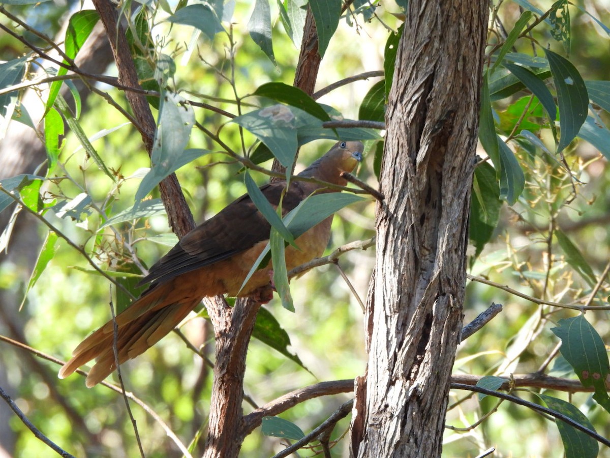 Brown Cuckoo-Dove - ML620093019