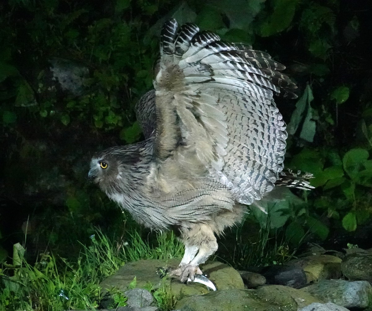 Blakiston's Fish-Owl (blakistoni) - ML620093022
