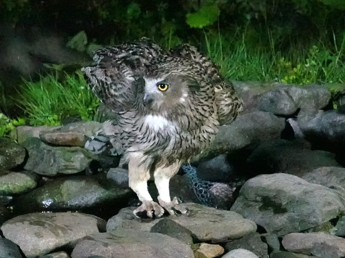 Blakiston's Fish-Owl (blakistoni) - ML620093023
