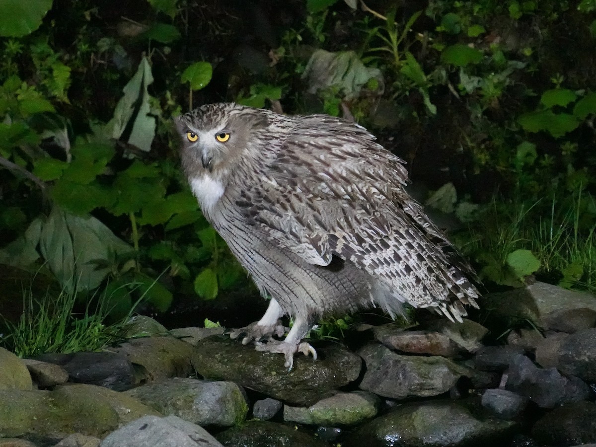Blakiston's Fish-Owl (blakistoni) - ML620093030