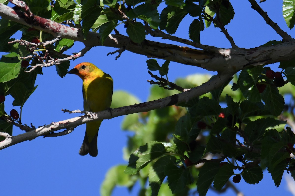 Western Tanager - ML620093038