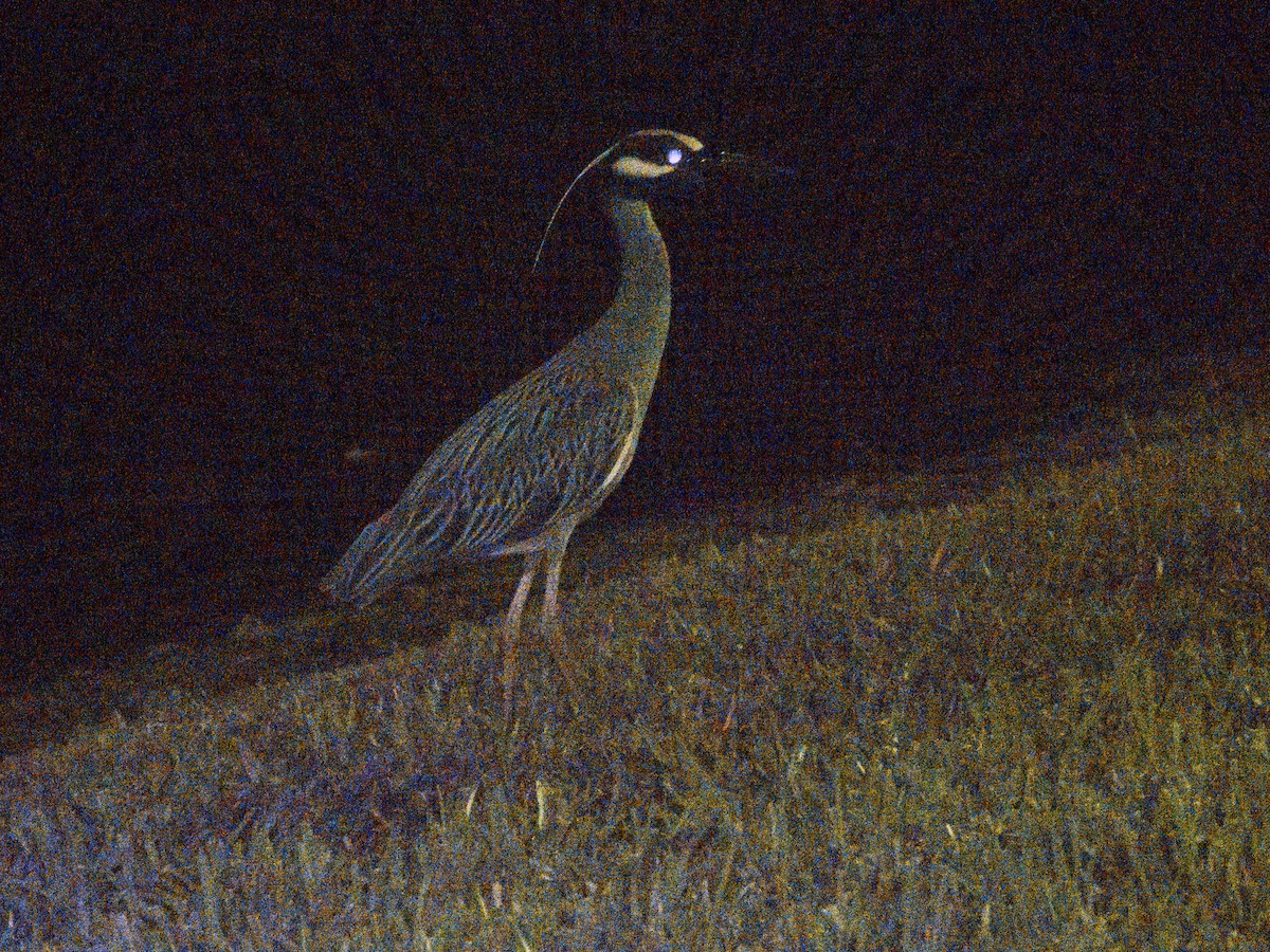 Yellow-crowned Night Heron - ML620093053
