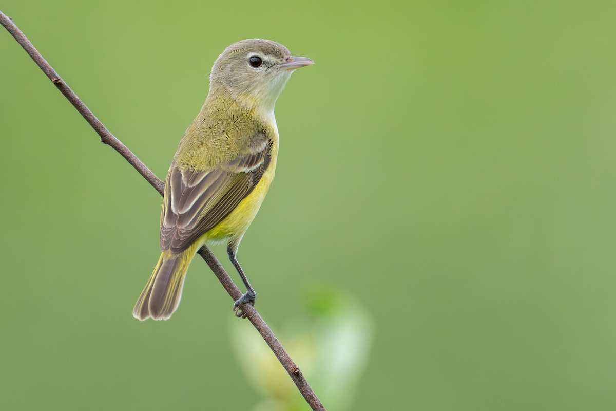 Bell's Vireo - Matt Zuro