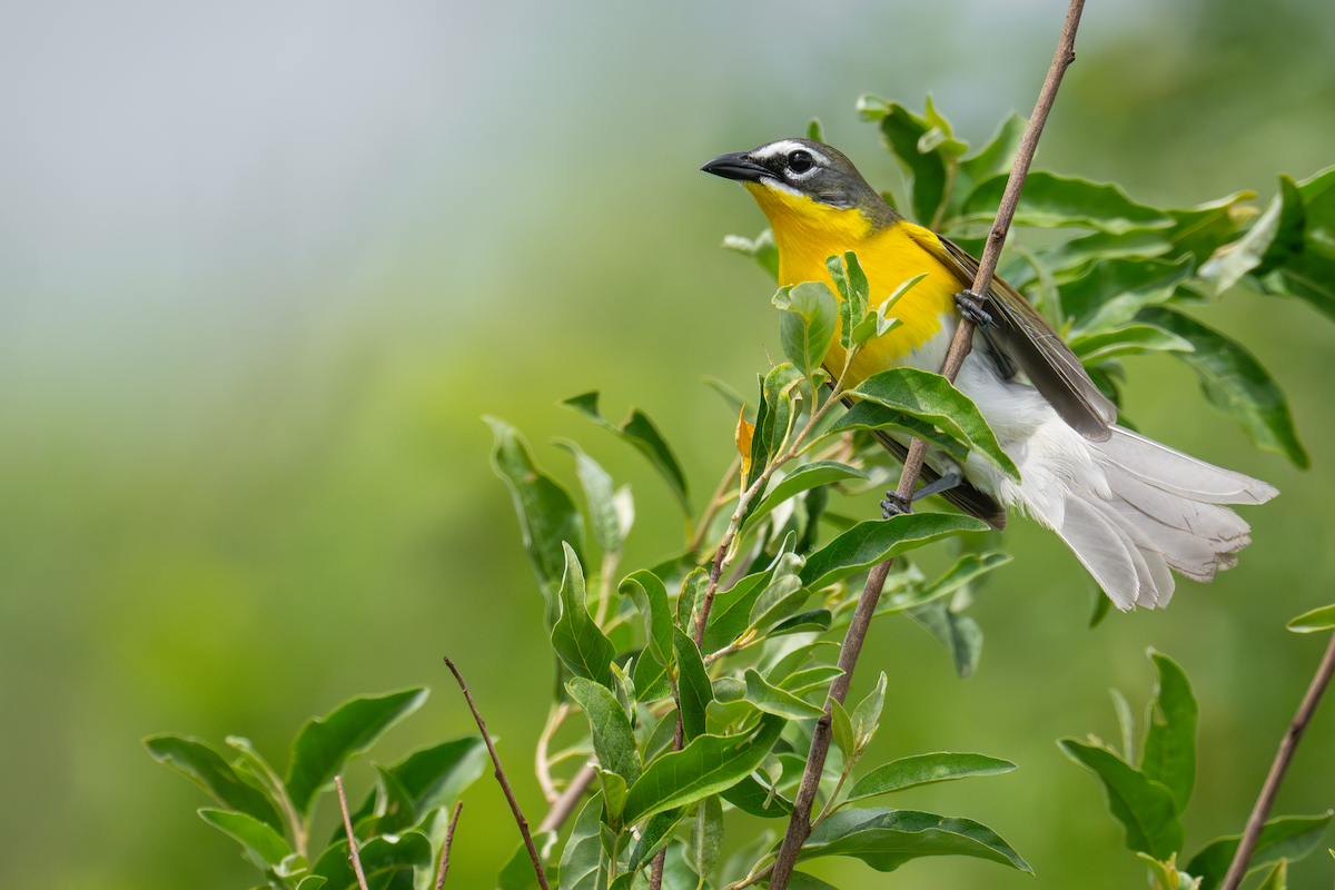 Yellow-breasted Chat - ML620093081