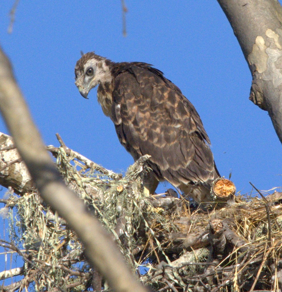 Red-tailed Hawk - ML620093086