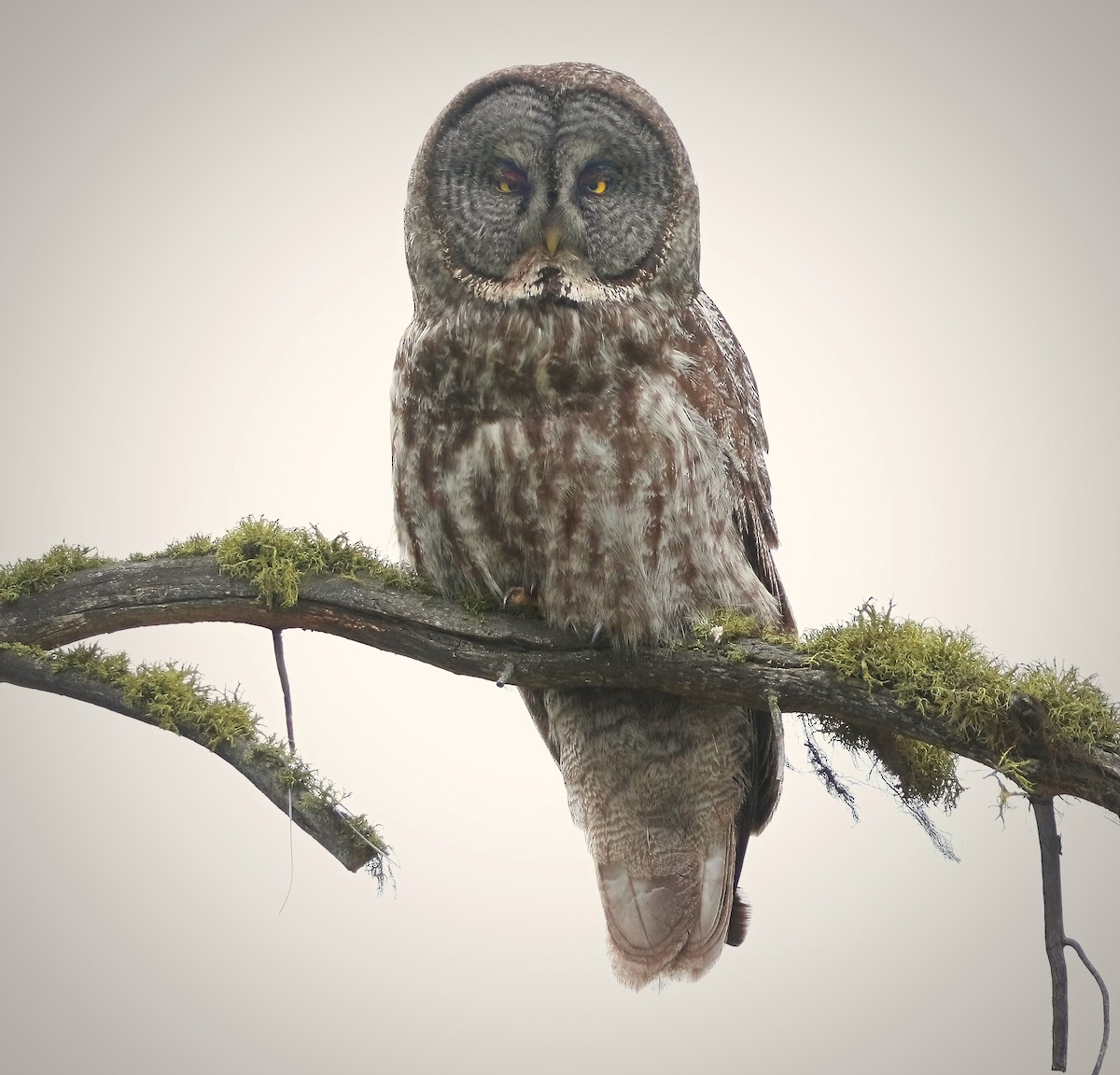 Great Gray Owl - ML620093087