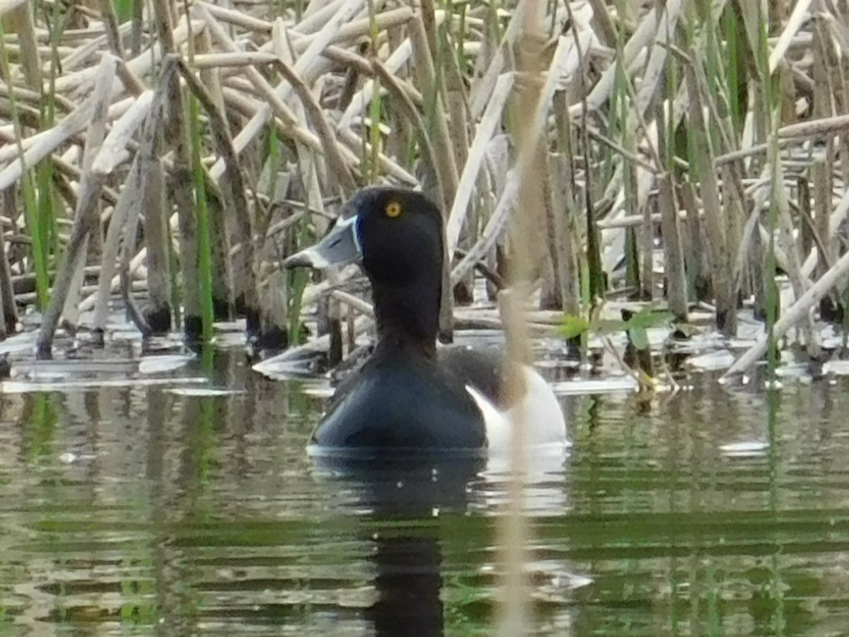 Ring-necked Duck - ML620093089