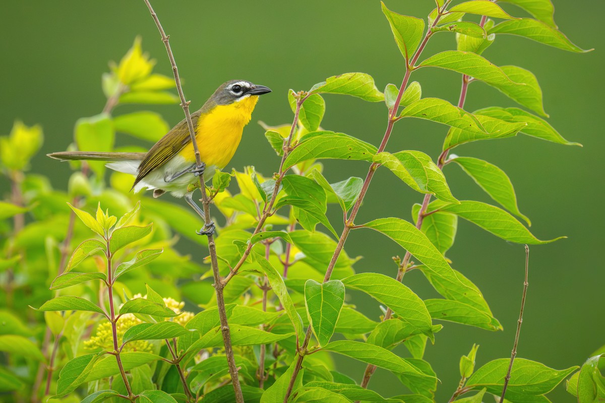 Yellow-breasted Chat - ML620093098
