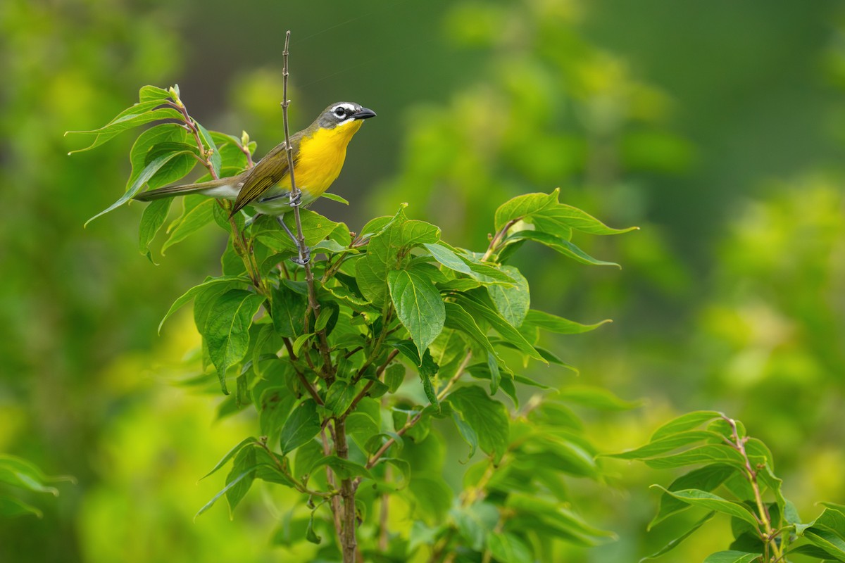 Yellow-breasted Chat - ML620093099