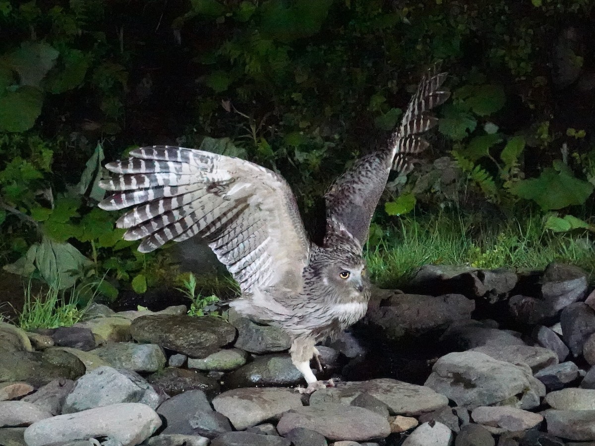 Blakiston's Fish-Owl (blakistoni) - ML620093100