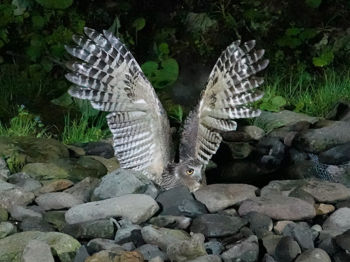 Blakiston's Fish-Owl (blakistoni) - ML620093101