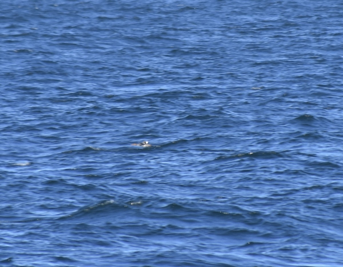 Red-breasted Merganser - ML620093112