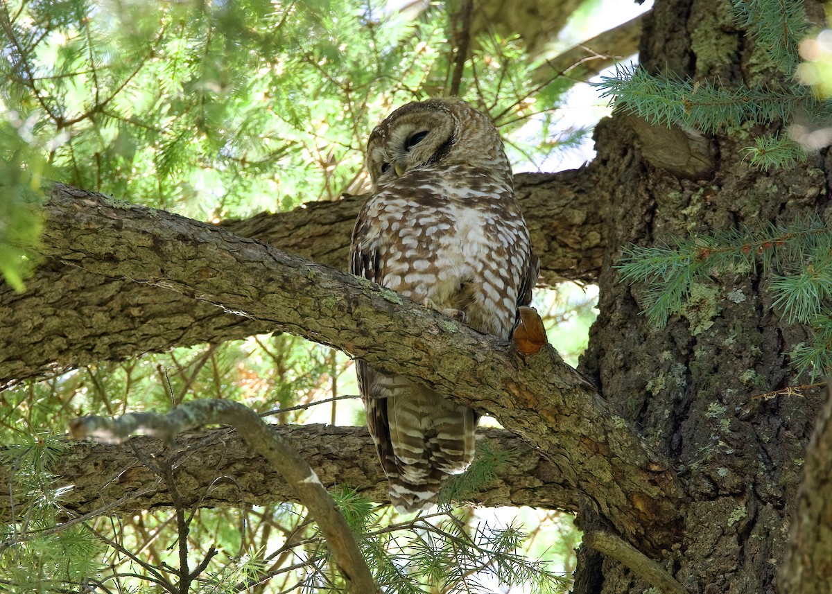 Spotted Owl (Mexican) - Rachel Lawrence