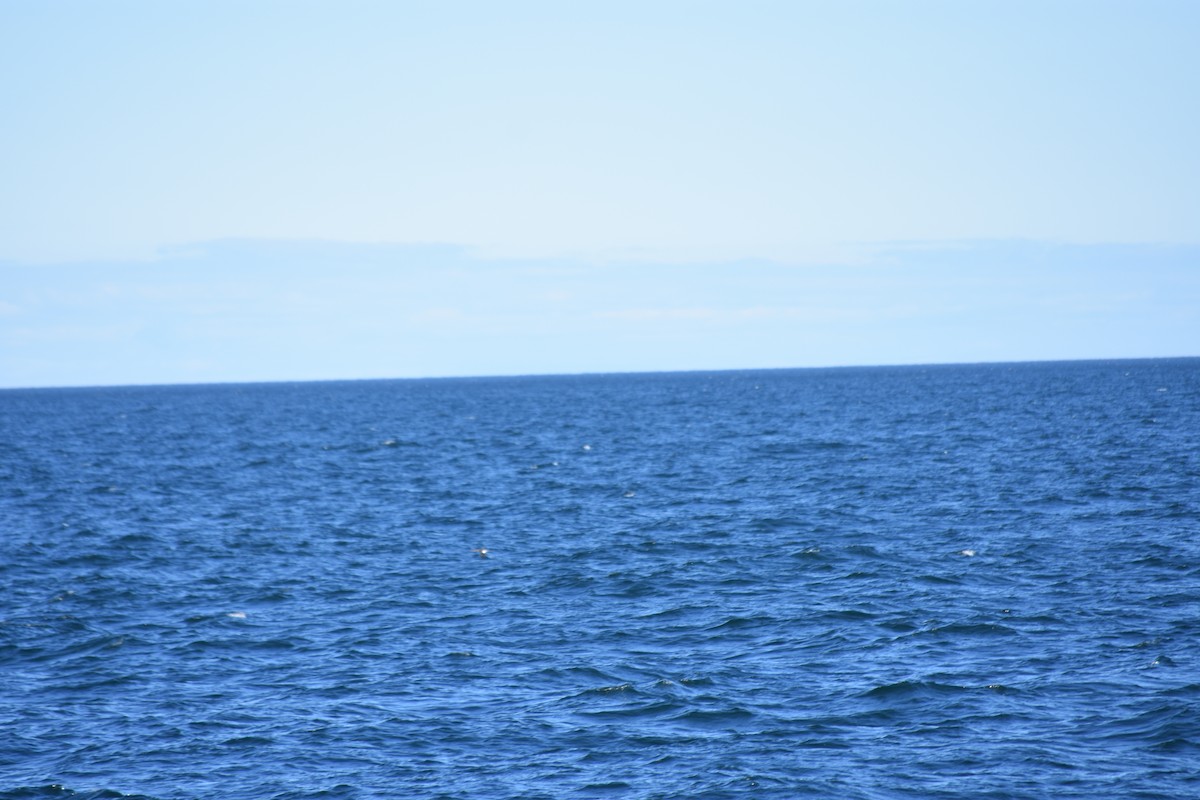 Red-breasted Merganser - Larry Langstaff