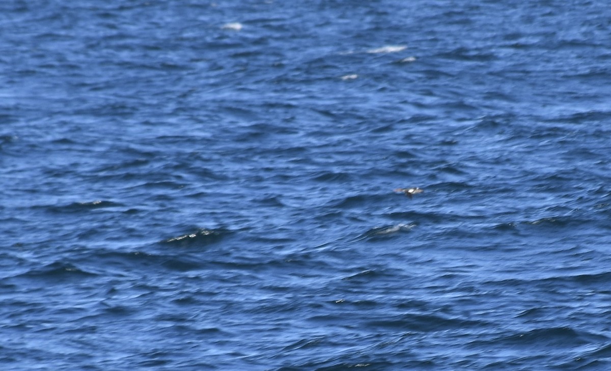 Red-breasted Merganser - ML620093121