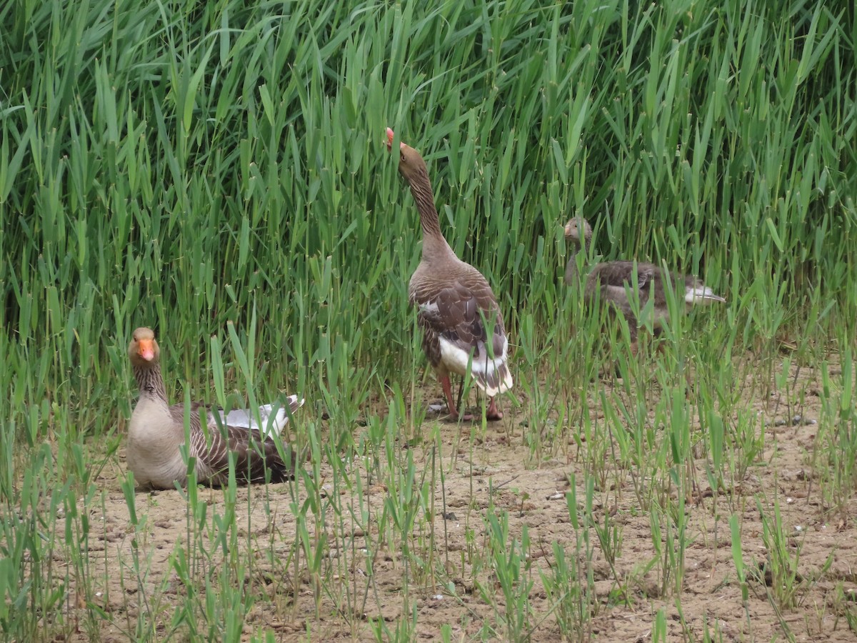 Graylag Goose - ML620093128